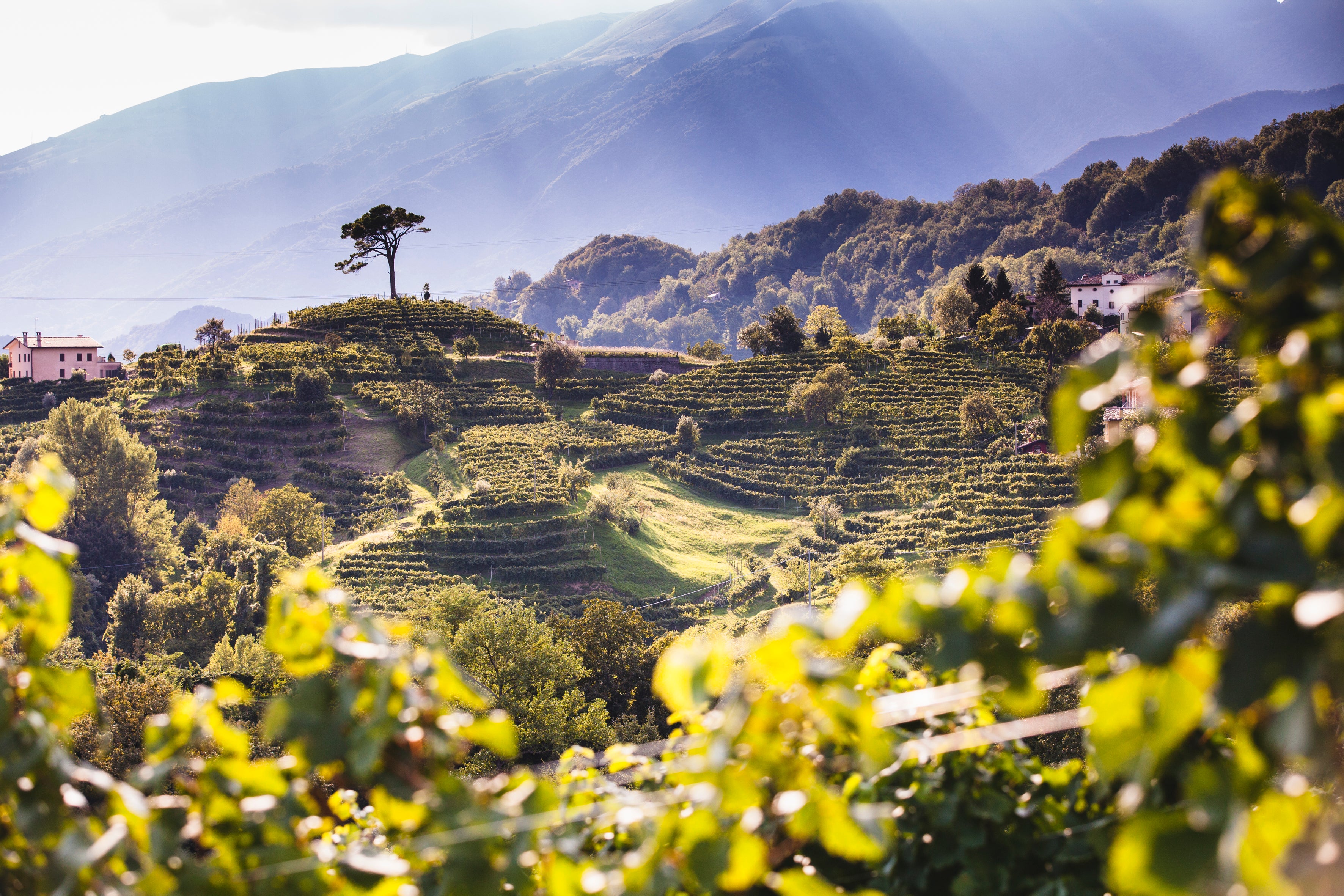 Colline_DDD_Proseccheria